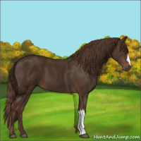 Horse Color:Liver Chestnut 