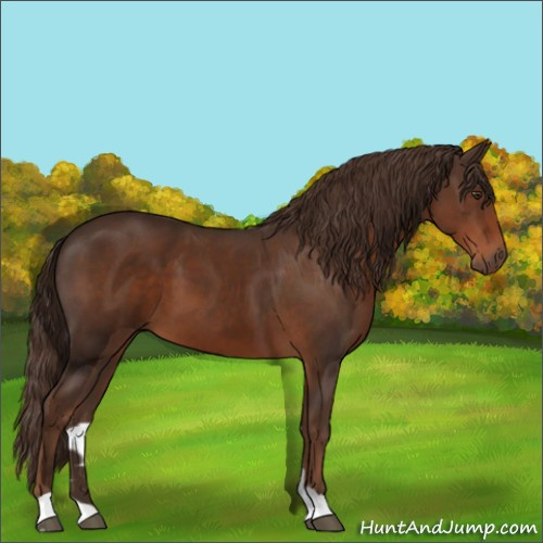 Horse Color:Liver Chestnut