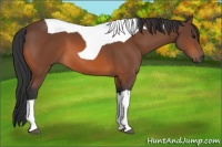 Horse Color:Bay Tobiano 