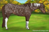 Horse Color:Liver Chestnut Ice Tobiano 