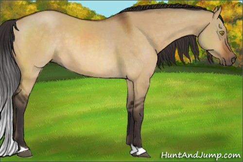 Horse Color:Buckskin Dun 