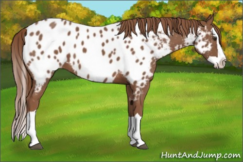 Horse Color:Chestnut Splash Appaloosa 