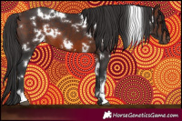 Horse Color:White Spotted Brown 