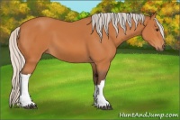 Horse Color:Silver Bay 