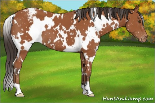 Horse Color:White Spotted Bay Appaloosa 