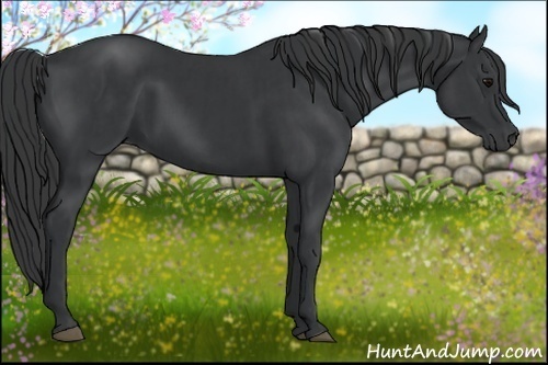 Horse Color:Black  and Black 