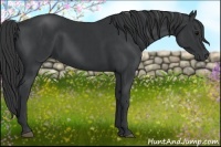 Horse Color:Black  and Black 