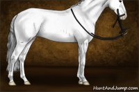 Horse Color:Black Sabino Splash 
