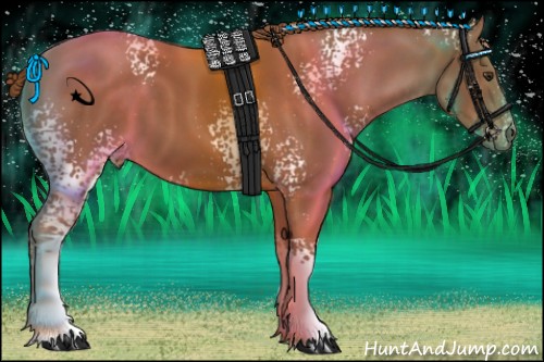 Horse Color:White Spotted Chestnut