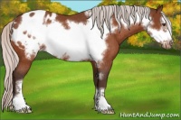 Horse Color:Silver Bay Frame Blanket Rabicano 