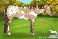 Horse Color:Gray White Spotted Red Dun Appaloosa 