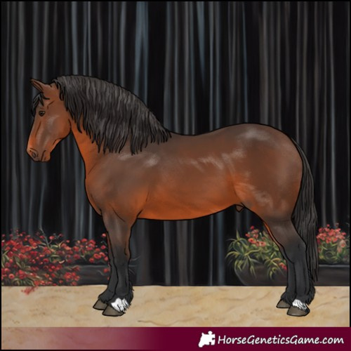 Horse Color:Brown 
