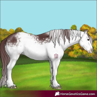Horse Color:White Spotted Chocolate Black Sabino