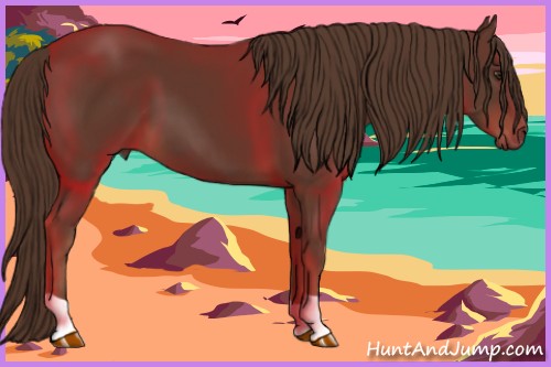 Horse Color:Liver Chestnut 