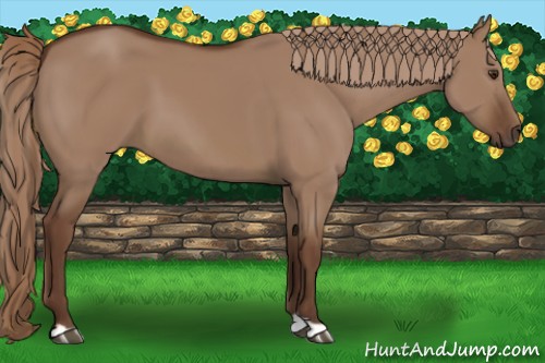 Horse Color:Liver Red Dun
