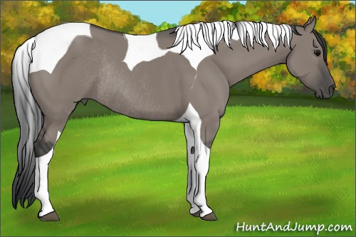 Horse Color:Grullo Tobiano Rabicano