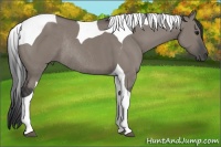 Horse Color:Grullo Tobiano Rabicano