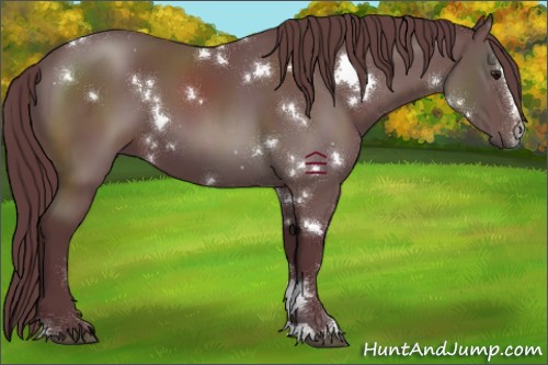 Horse Color:White Spotted Chocolate Black Sabino