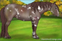 Horse Color:White Spotted Chocolate Black Sabino