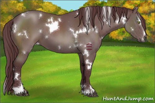 Horse Color:White Spotted Chocolate Black Sabino