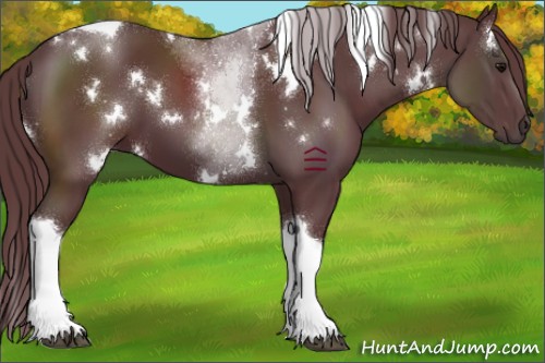 Horse Color:White Spotted Chocolate Black Tobiano