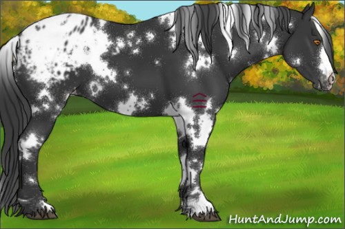 Horse Color:White Spotted Black Appaloosa 