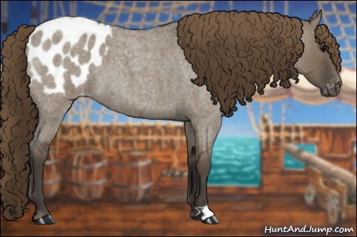 Horse Color:Smoky Grullo Roan Appaloosa 