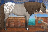 Horse Color:Smoky Grullo Roan Appaloosa 