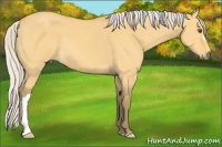 Horse Color:Silver Buckskin Dun 