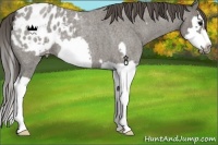 Horse Color:Grullo Roan Splash Frame Appaloosa 