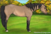 Horse Color:Bay Dun