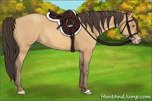 Horse Color:Amber Champagne 