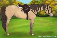 Horse Color:Amber Champagne
