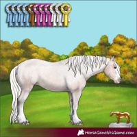 Horse Color:Silver Bay Appaloosa Rabicano 