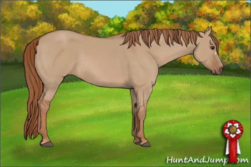 Horse Color:Red Dun 