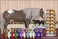 Horse Color:Silver Black Appaloosa
