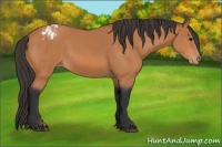 Horse Color:Bay Varnish 