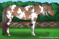 Horse Color:White Spotted Chocolate Brown Dun 