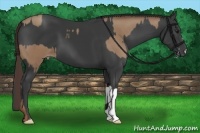 Horse Color:Classic Champagne and Black