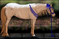 Horse Color:Red Roan Appaloosa 