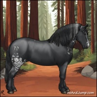 Horse Color:White Spotted Black