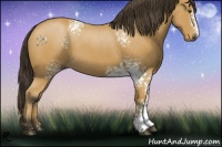 Horse Color:White Spotted Buckskin Roan 