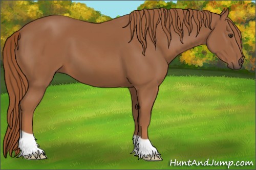 Horse Color:Chestnut 