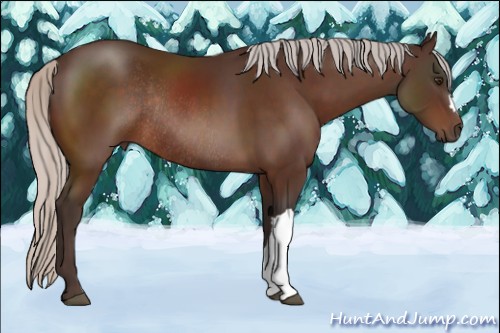 Horse Color:Silver Brown Rabicano 