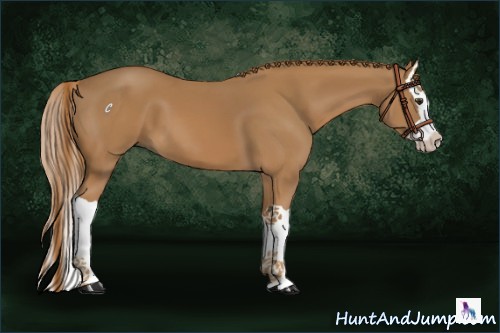 Horse Color:Chestnut Splash 