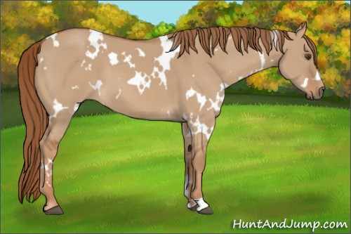 Horse Color:White Spotted Red Dun 