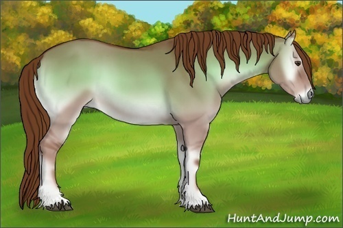 Horse Color:Red Dun Onyx 