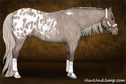 Horse Color:Silver Blue Roan Appaloosa 