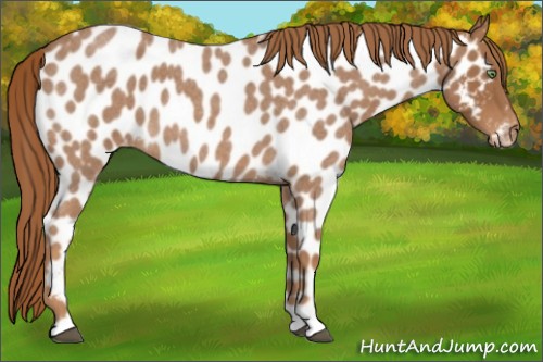 Horse Color:Red Roan Appaloosa 