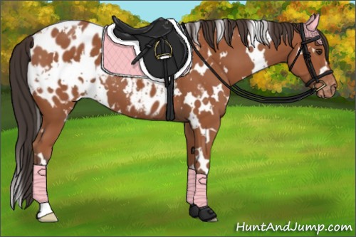 Horse Color:White Spotted Bay Near Leopard